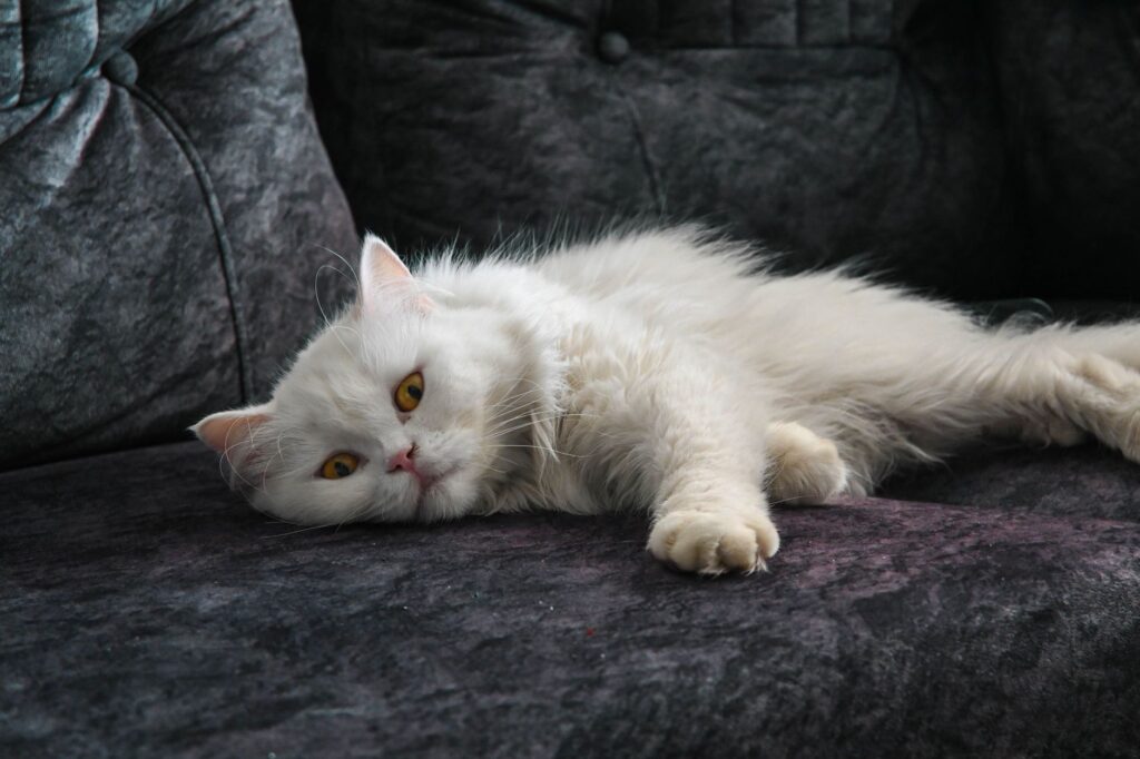 「世界から猫が消えたなら」の観る相手別の目安